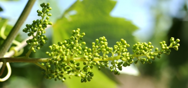 Le Terroir du vignoble Belles Pierres